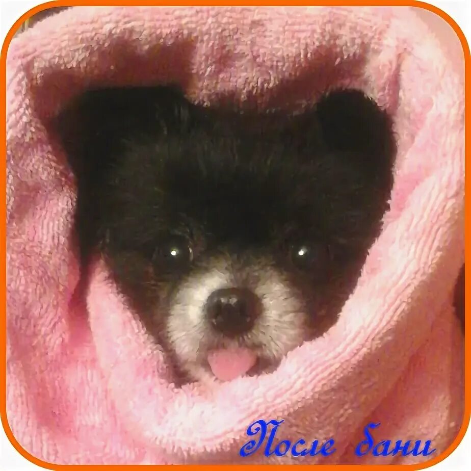 Хвост шпица без шерсти. Как часто можно купать шпица. Как часто можно купать шпица. Как часто можно купать шпица. Шпиц купается в ванной.