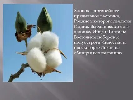 3 страны хлопок