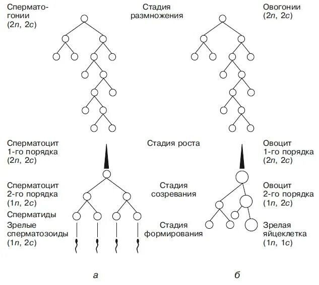 Гаметогенез схема. Гаметогенез сперматогенез схема. Фазы гаметогенеза схема. Схема гаметогенеза таблица.