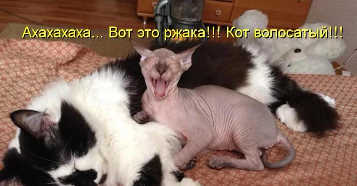 Приколы про кошек. Смешные приколы про животных с надписями. Офигеть картинки прикольные. Вот это смешно. Вот это прикол звук.