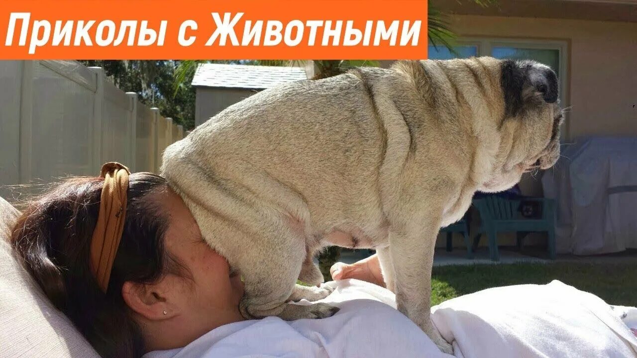 Самые смешные фото животных до слез. Приколы про людей и животных. смешные собаки. смешные животные до слёз. самые смешные животные в мире.