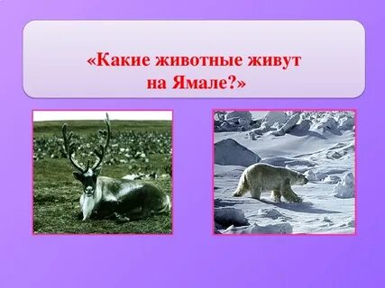 Класс янао