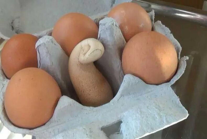 Необычные куриные яйца. Курица с яйцами. Яйца неправильной формы. Форма куриного яйца.