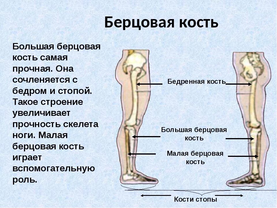Где находится самый маленький кости