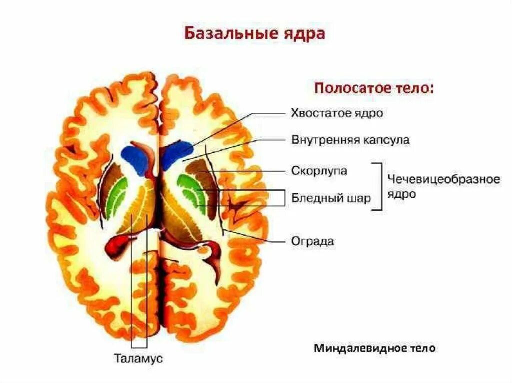 Ядра полушарий большого мозга. Базальные ядра конечного мозга анатомия. Строение базальных ядер. Базальные ядра полушарий анатомия. Подкорковые ядра больших полушарий анатомия.