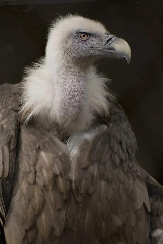 Птица 6 букв первая. Белоголовый СИП (Gyps fulvus). Белоголовый СИП (Gyps fulvus) в Крыму. Андский Кондор. Грифы Ястребиные.