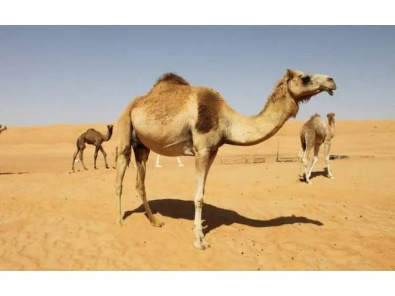 Camel live. Животные пустыни. верблюд в пустыне. оман животные. camel.