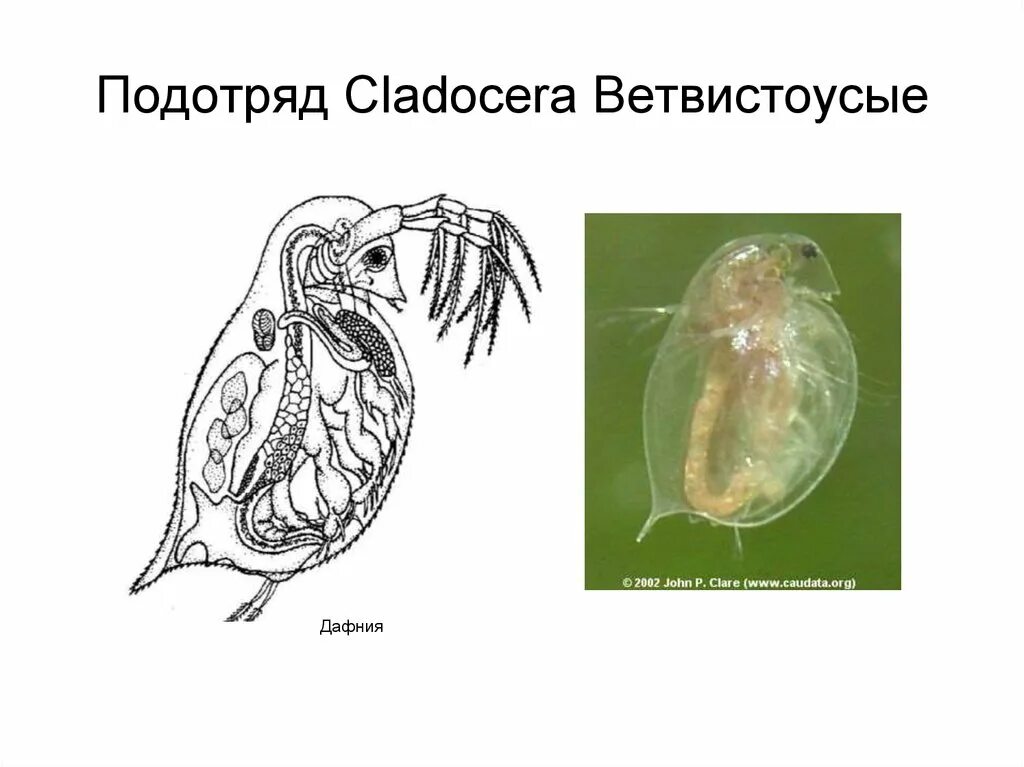 Строение дафнии обыкновенной. Отряд ветвистоусые представители. Ветвистоусые дафния. Ветвистоусые ракообразные.