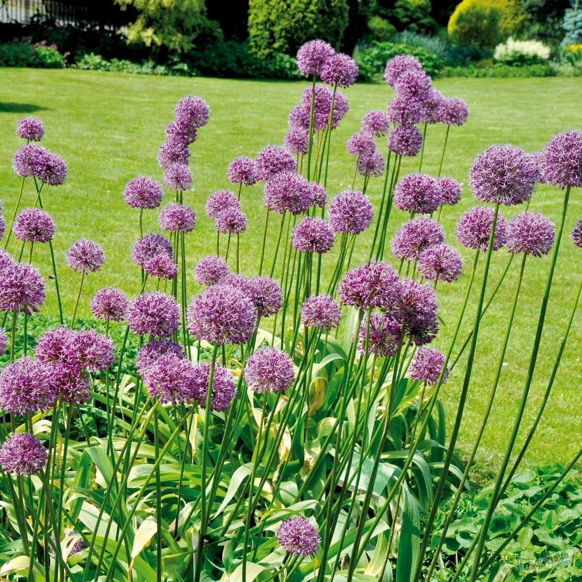 Аллиум Пурпл сенсейшен. Аллиум афлатунский (Purple Sensation). Лук аллиум афлатунский. Аллиум пурпурная сенсация. Аллиум декоративный лук