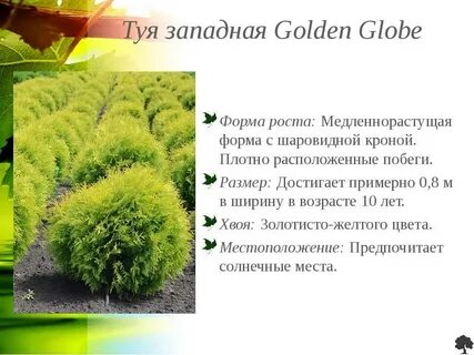 Известно что туя