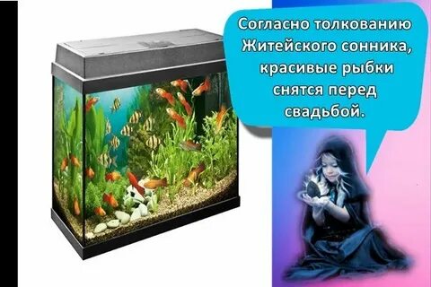 К чему снится аквариум женщине