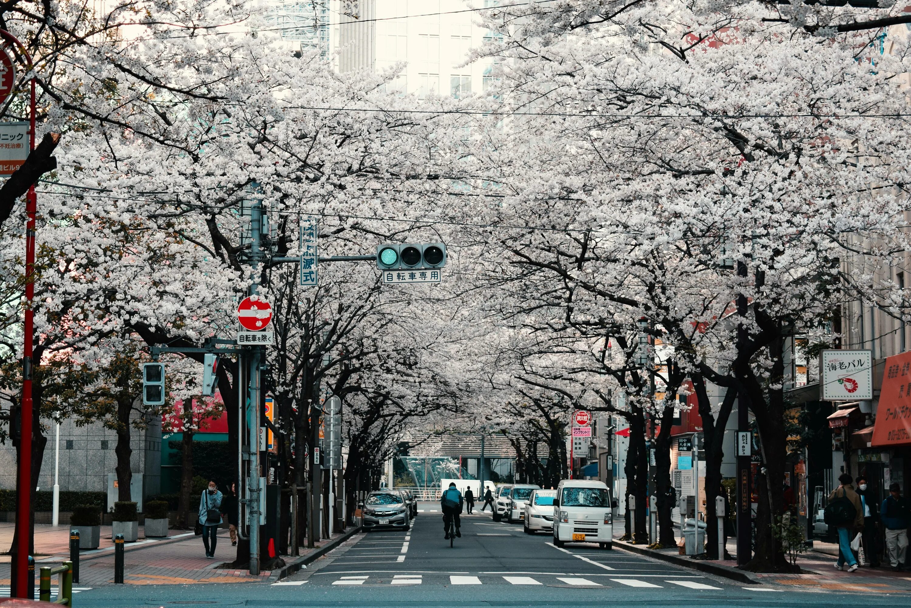 Tokyo com. Япония Киото улицы. Япония Токио Сакура. Киото Сакура. Киото цветение Сакуры.