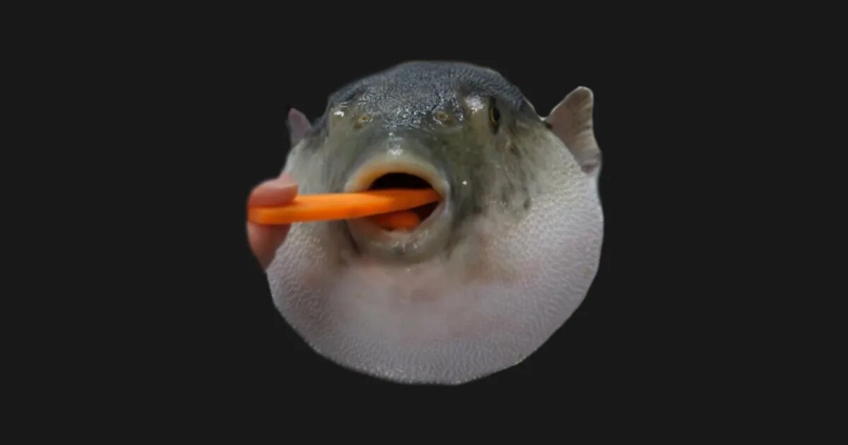 Мем рыба есть рыба. Рыба фугу и морковь. рыба фугу с морковкой. puffer fish meme. рыба фугу ест морковь.