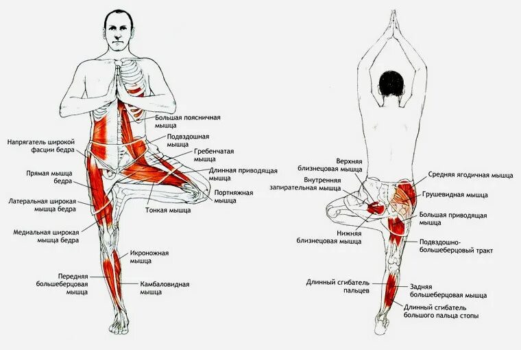Врикшасана анатомия йоги. Триггерные точки мышц бедра. Врикшасана поза дерева. Врикшасана поза в йоге. Лк мышца