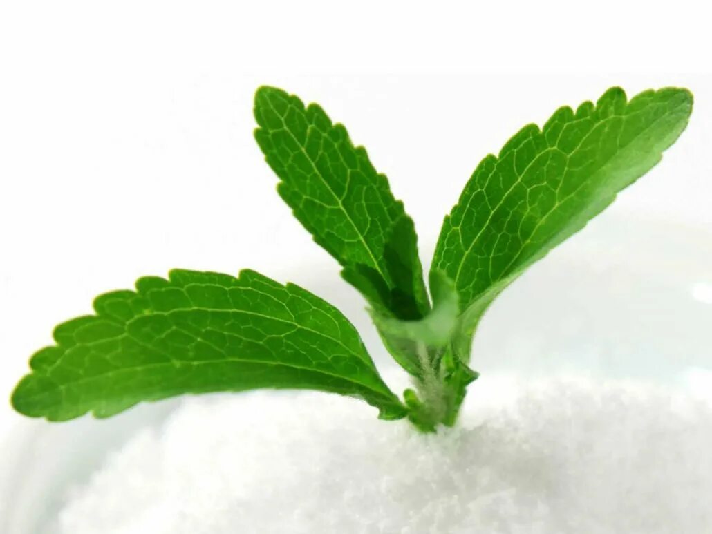 Stevia rebaudiana. Стевия растение. Стевия Свити. Стевия медовая.