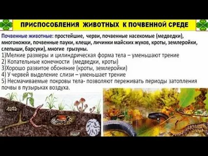 Приспособление к жизни в почвенной среде
