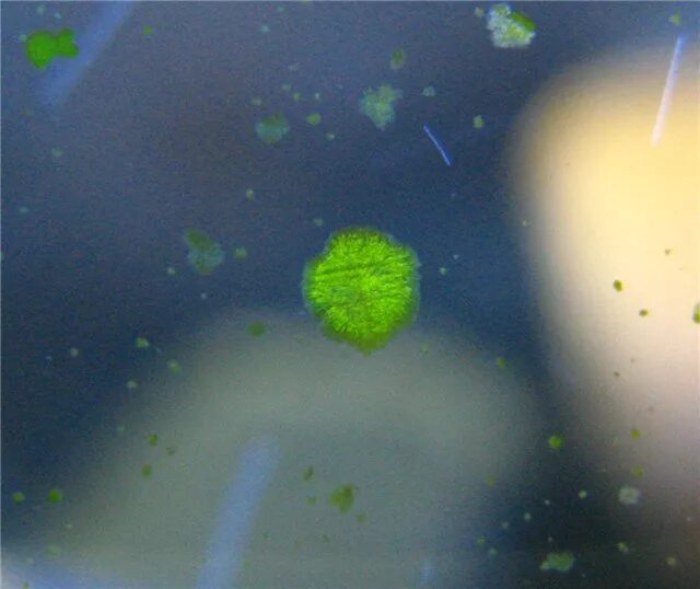 Цианобактерии в аквариуме. Сине зеленые в аквариуме. Водоросли нитчатка. Кладофора бродячая. Зеленые водоросли стекло.