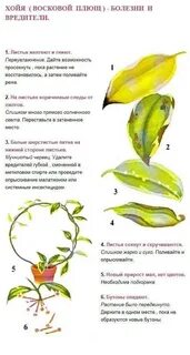 Плющ сохнут и опадают листья