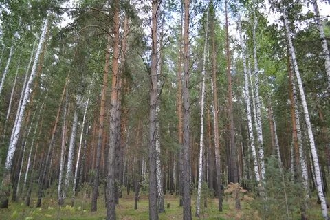Смена березового леса на еловый