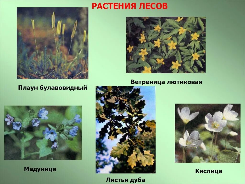Растения россии примеры. Растения леса. Лесные травы. Травянистые растения. Лесные растения названия.
