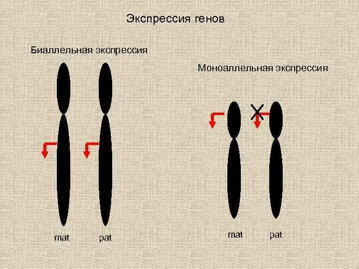 Экспрессировать это. Моноаллельная Экспрессия. Экспрессия генов. Моноаллельная Экспрессия генов. Экспрессивность генов.