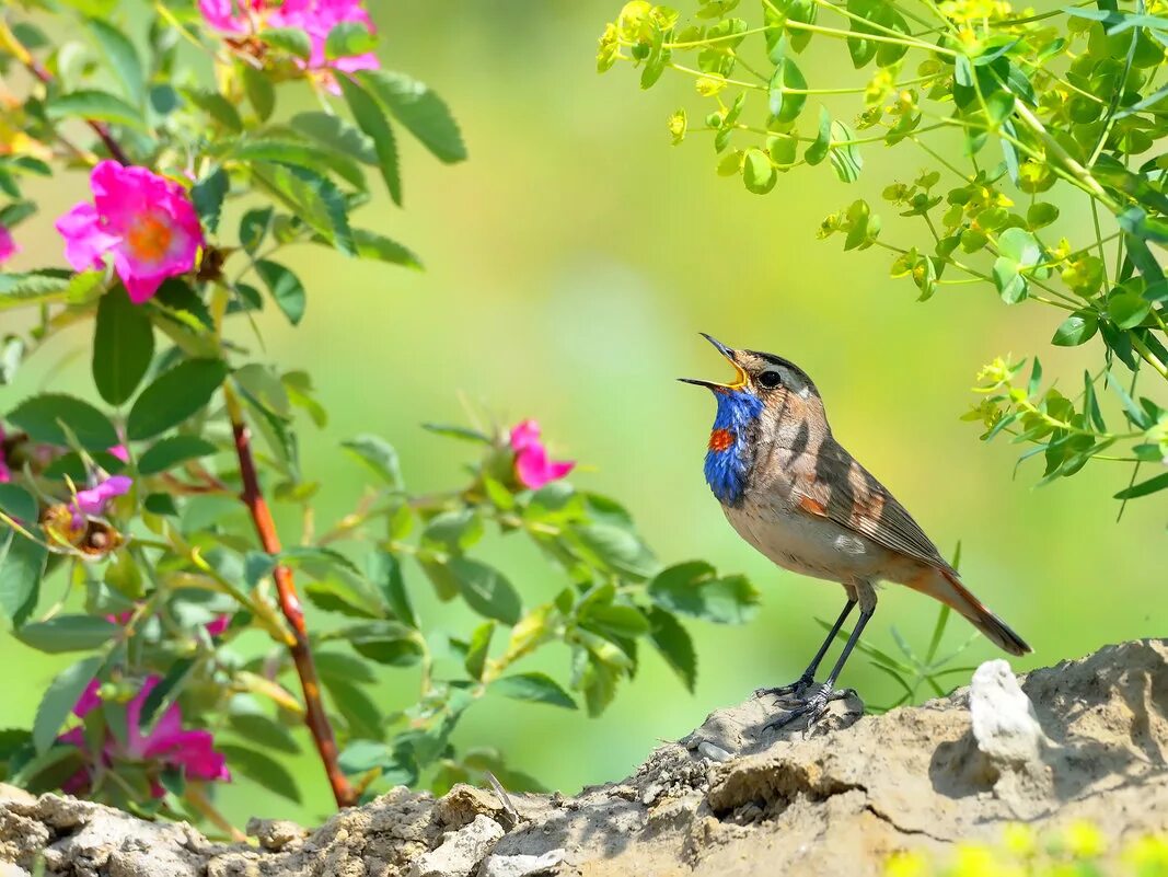 соловей птичка. птицы весной. соловей в лесу. певчий соловей. птицы поют.