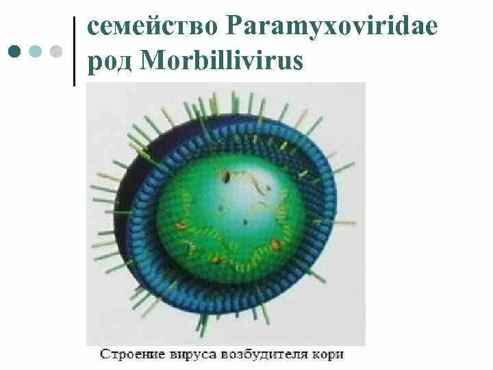 Вирус чумы плотоядных. Семейство paramyxoviridae. парамиксовирус чумы плотоядных. семейство paramyxoviridae род.