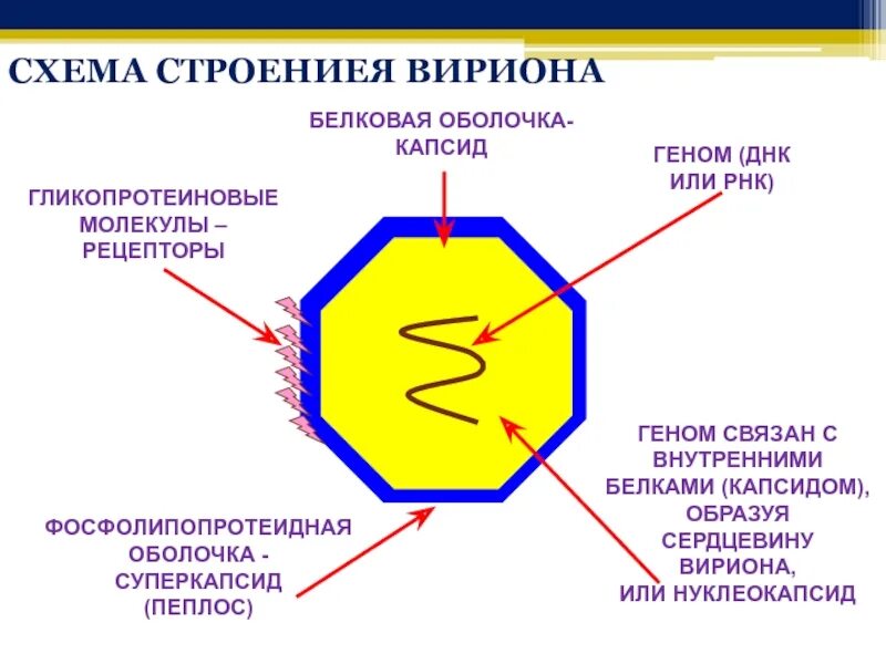 Белковый капсид. Строение вируса оболочка капсид. Вирион схема. Оболочка вириона. Строение вириона.