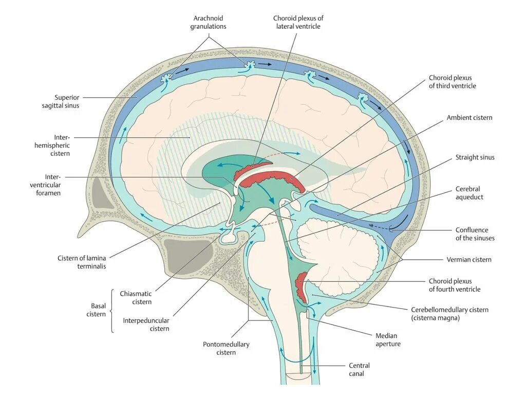 Внутренняя оболочка мозга. Сосудистая оболочка головного мозга анатомия. Мозговые оболочки головного мозга топографическая анатомия. Мягкая оболочка головного мозга анатомия. Цистерны паутинной оболочки головного мозга.