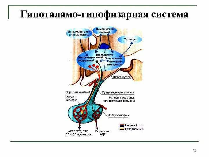 Гипоталамо-гипофизарная система. Гипоталамо гипофизарная и лимбическая система. Гипоталамо гипофизарная система промежуточного мозга схема. Отрицательная Обратная связь гипоталамо гипофизарная система. Гипофиза гипоталамо гипофизарная система