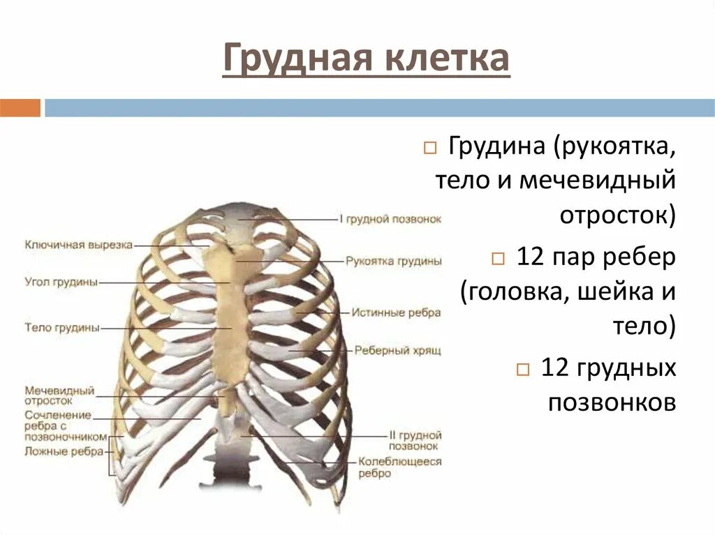 Сколько в ребре воды. Грудная клетка анатомия мечевидный отросток. Структура скелета грудной клетки. Грудная клетка 12 пар ребер,Грудина,12 грудных позвонков. Строение кости и функции грудной клетки.