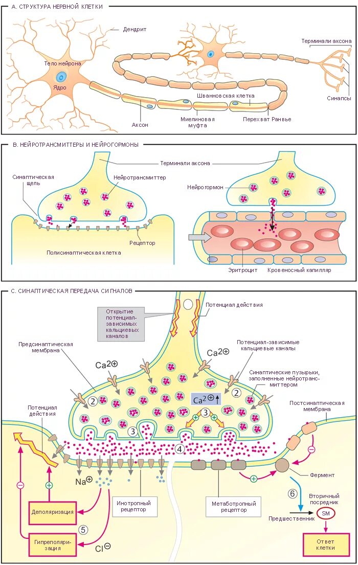 Нейротрансмиттеры синаптические. Схема синапса нейромедиаторы. Нейрон синапс нейротрансмиттер. Нейротрансмиттеры в синапсе.