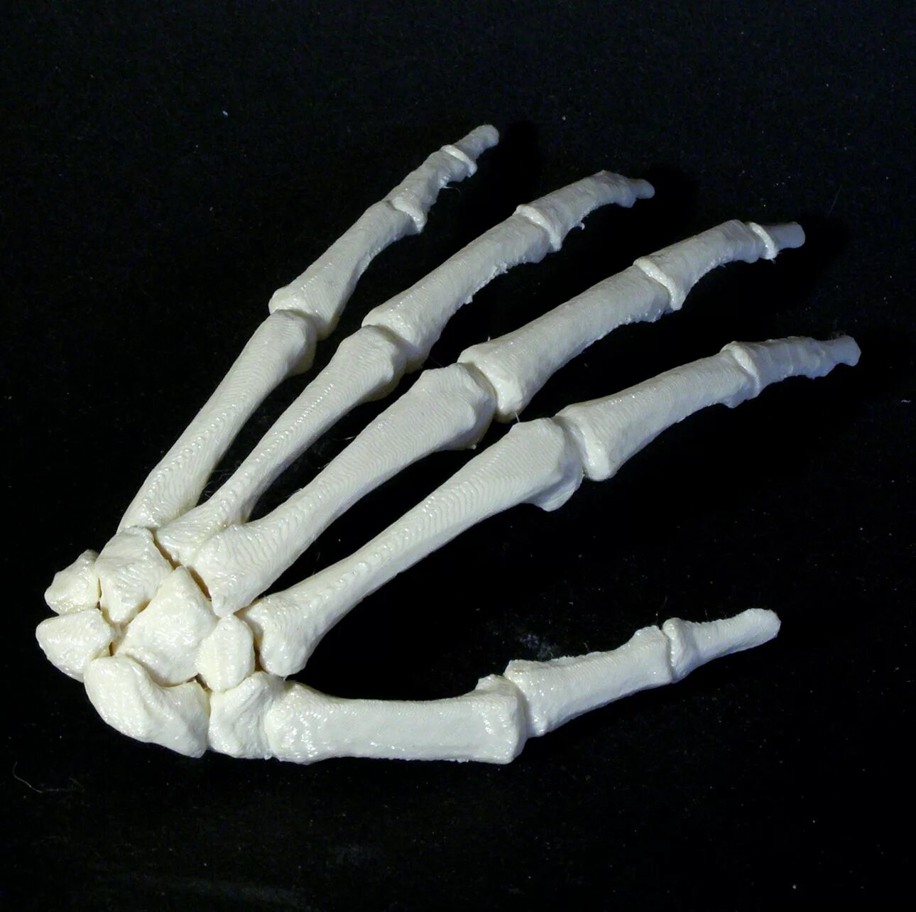 Что можно сделать из костей. Кости руки. Человеческая рука кости. Скелет кисти. Кисть руки скелет.