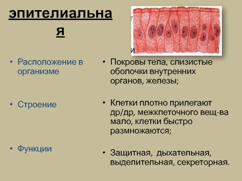 Оболочка образованная плотной соединительной тканью. Эпителиальная ткань расположение в организме. эпителиальная ткань расположение в организме строение функции. слизистая оболочка внутренних органов образованы. слизистые оболочки внутренних органов образованные тканью.