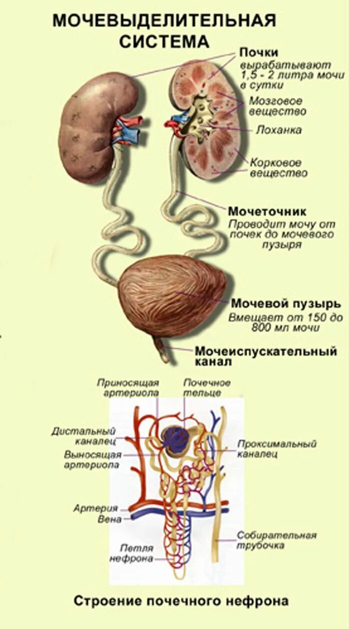 Мочевыделительная система человека включает почки надпочечники мочеточники