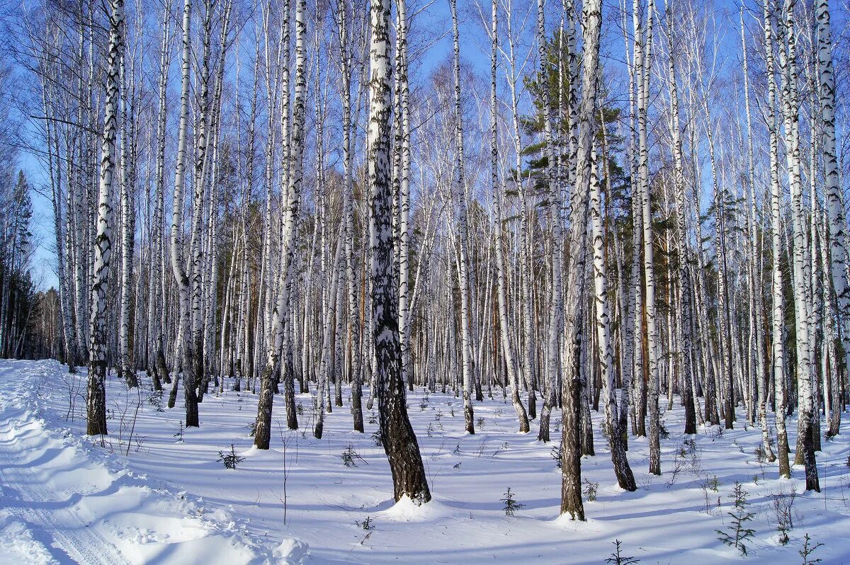 Берёзовая роща в долматово. Берёзовая роща нижний новгород. Березовая роща тверь. Балашиха березовая роща. Березовая роща больница.