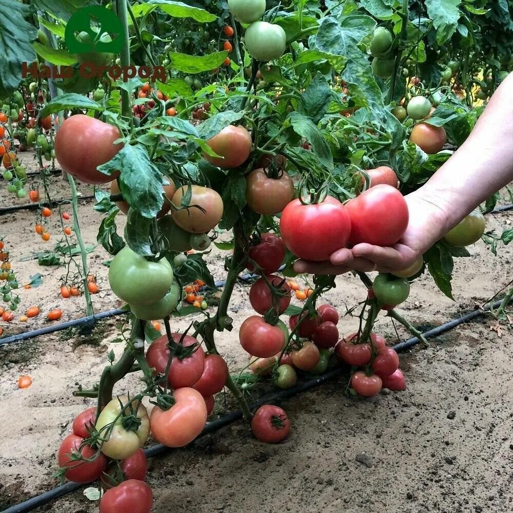 Какие томаты лучше сажать
