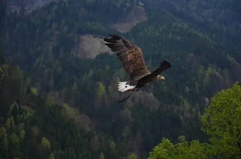 Flying eagle