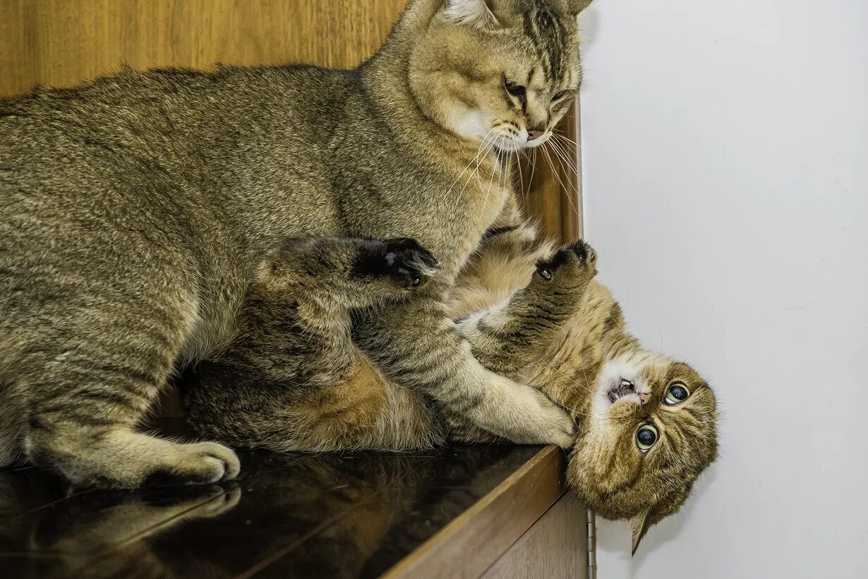 Жизнь кошечек. Жизнь кошек. Смешные кошки. Коты в жизни. Из жизни кошек.