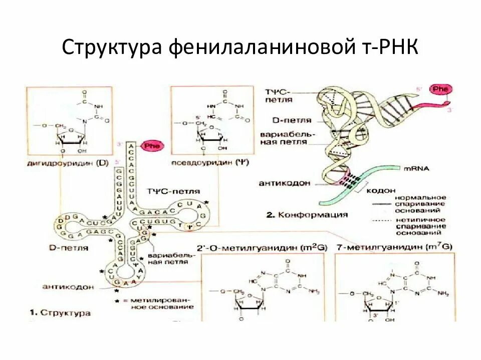 Третичная структура фенилаланиновой т-РНК. Третичная структура РНК. ТРНК. Фенилаланиновая транспортная РНК.