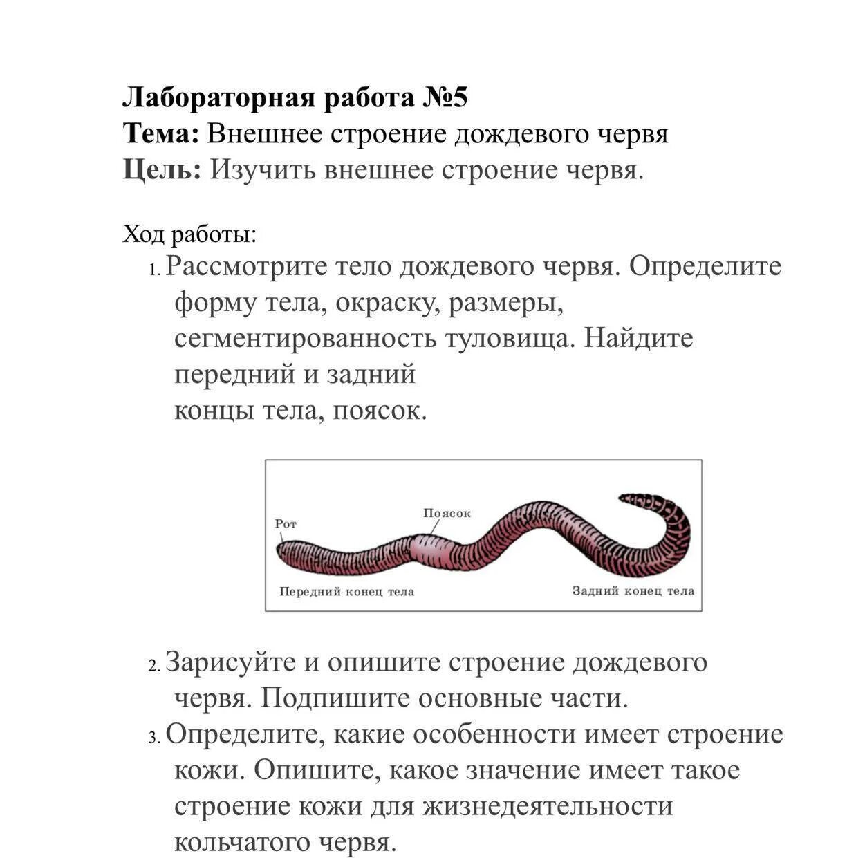 Исследование дождевых червей