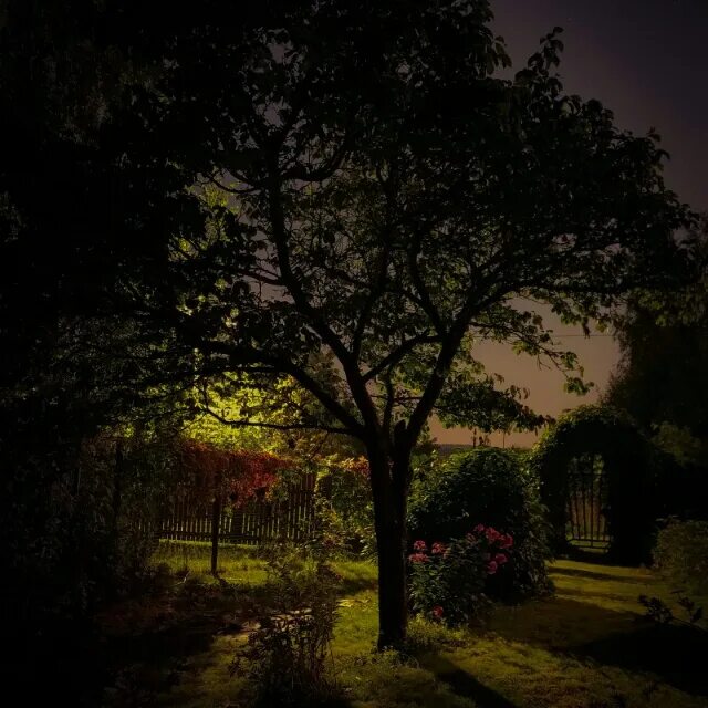 В ночном саду прозрачно и светло. Кэтрин валенте сказки сироты. Сказки сироты в ночном саду кэтрин м валенте обложка. В ночном саду прозрачно и светло текст. Текст песни в ночном саду.