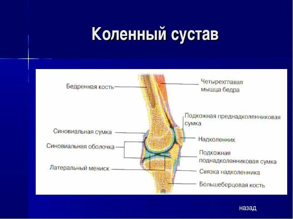 Суставное соединение костей