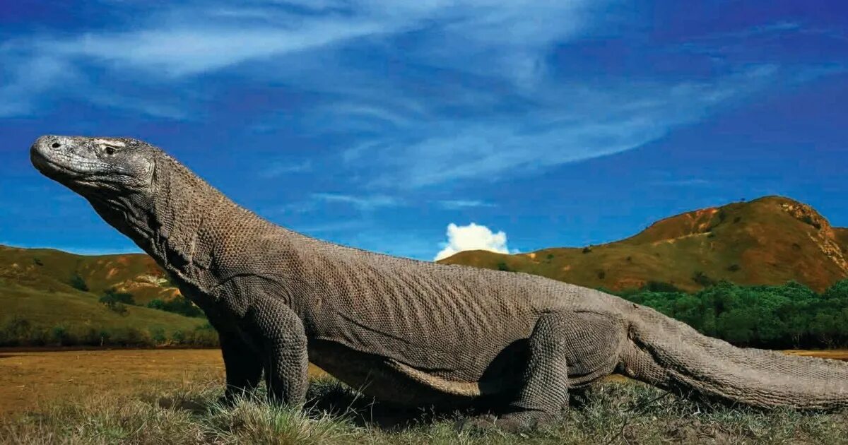 Комодский варан комодский варан. Гигантский варан комодо. Komodo dragon. Комодский варан дракон. Гигантский варан комодо.