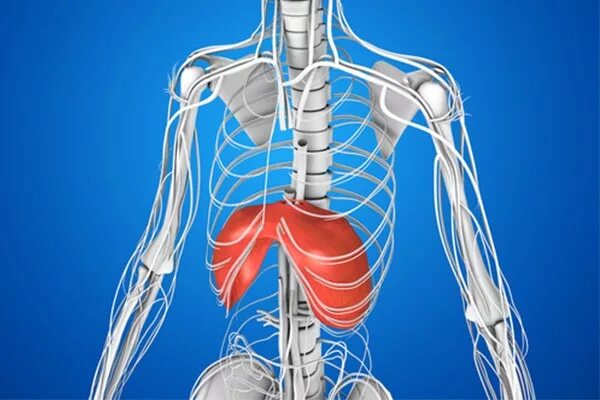 Три диафрагмы у человека. Диафрагма человека. Диафрагмальная мышца. Дыхательная диафрагма анатомия. Диафрагма грудной клетки человека.