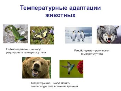 Гетеротермия это