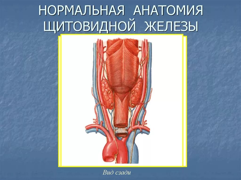 Щитовидная железа анатомия. Нормальная анатомия щитовидной железы. Щитовидная железа анатомия и физиология.