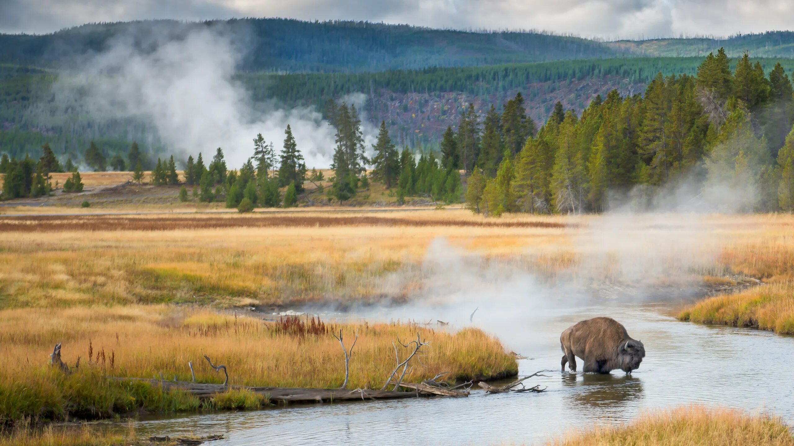 Штат Монтана Йеллоустоун. Йеллоустонский национальный парк (Yellowstone National Park). Национальный парк Йеллоустоун Монтана. Йеллоустоун заповедник. Исследование национальных парков