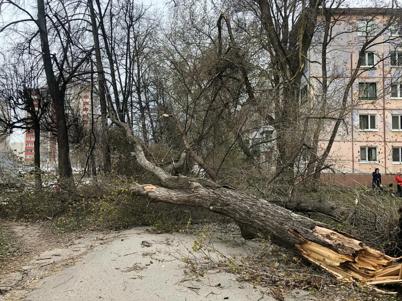 Погуляем ульяновск. Фото двора. Двор дома. Дерево ломается. Штормовой ветер.