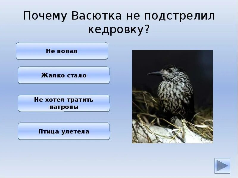 Кого мечтал увидеть васютка. Подстрелил Васютка птица. Кедровка Васюткино озеро. Какую птицу встретил Васютка в лесу. Черты характера Васютки.